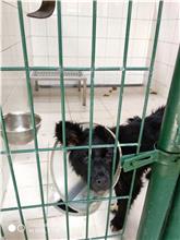 連江縣已領養狗 混種犬