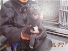 桃園市已領養狗 混種犬