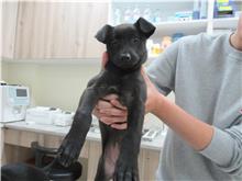 新竹市已領養狗 混種犬