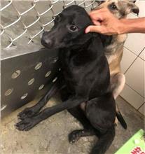 新北市已領養狗 混種犬