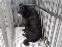 南投縣已領養狗 混種犬