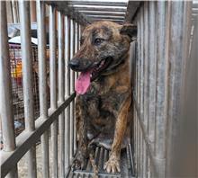 澎湖縣已領養狗 混種犬