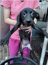 彰化縣已領養狗 混種犬