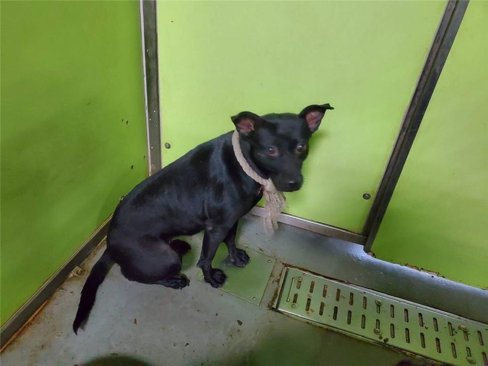台北市已領養狗 混種犬