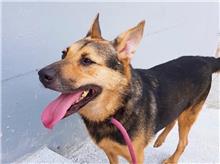 新竹市已領養狗 混種犬