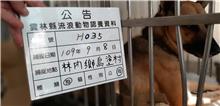 雲林縣已領養狗 混種犬