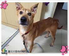 台北市已領養狗 混種犬
