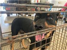 桃園市待認養狗 混種犬