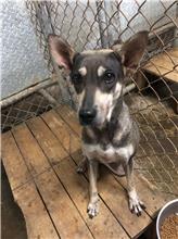 屏東縣已領養狗 混種犬