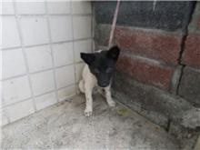 南投縣已領養狗 混種犬
