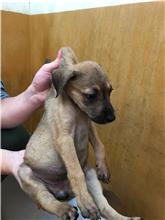 新竹縣已領養狗 混種犬