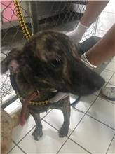新北市已領養狗 混種犬
