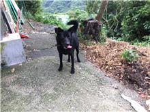 新北市已領養狗 混種犬