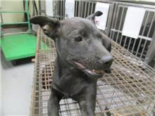 桃園市已領養狗 混種犬