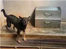 新北市已領養狗 混種犬