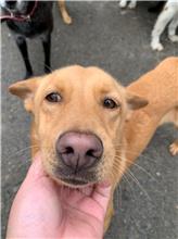 屏東縣已領養狗 混種犬