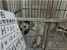 雲林縣已領養狗 混種犬
