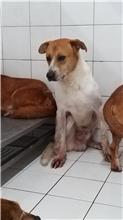 新北市已領養狗 混種犬