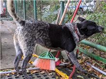 台北市已領養狗 混種犬