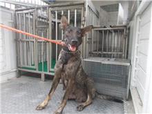 南投縣已領養狗 混種犬