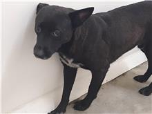 台北市已領養狗 混種犬