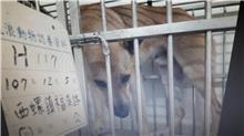 雲林縣已領養狗 混種犬
