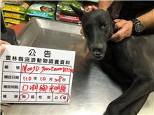 雲林縣已領養狗 混種犬