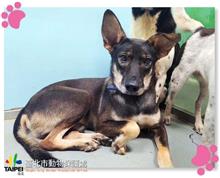 台北市已領養狗 混種犬
