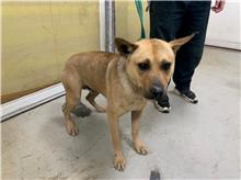 台北市已領養狗 混種犬