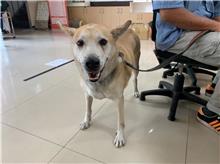 台北市已領養狗 混種犬