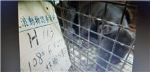 雲林縣已領養狗 混種犬
