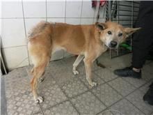 南投縣已領養狗 混種犬