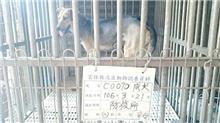 雲林縣已領養狗 混種犬
