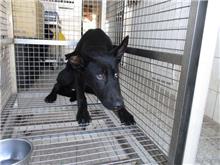 南投縣已領養狗 混種犬