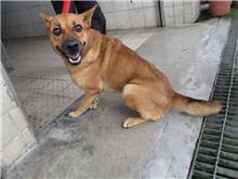 南投縣已領養狗 混種犬