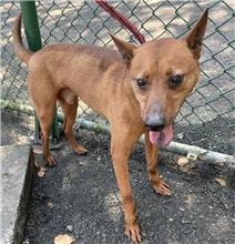 台北市已領養狗 混種犬