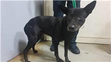 台北市已領養狗 混種犬