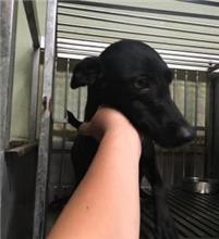 新北市已領養狗 混種犬