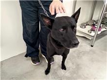 台北市已領養狗 混種犬