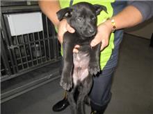 桃園市已領養狗 混種犬