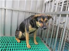 南投縣已領養狗 混種犬