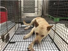 金門縣已領養狗 混種犬