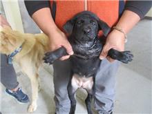 桃園市已領養狗 混種犬