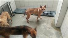 新北市已領養狗 混種犬