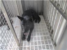 南投縣已領養狗 混種犬