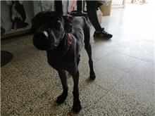 桃園市已領養狗 混種犬