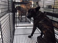 金門縣已領養狗 混種犬
