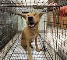 金門縣已領養狗 混種犬
