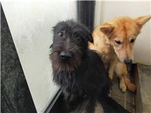 澎湖縣已領養狗 混種犬