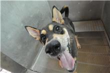 新竹縣已領養狗 混種犬